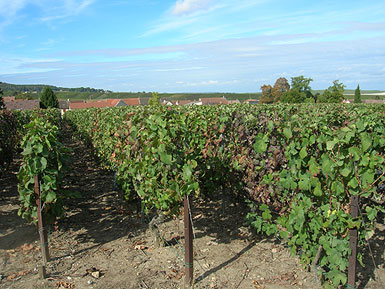 Ployez-Jacquemart's vineyard after the vendange.  Photo 2009-2010 Cold Spring Press   All Rights Reserved