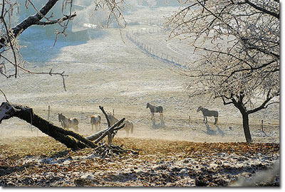 Horses seen from Chteau des Allues.  Photo copyright Stphane Vandeville 2012.  All rights reserved.