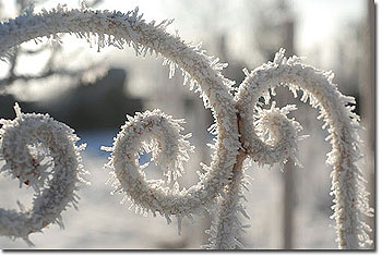 Ice crystals on the gate. Photo copyright Stphane Vandeville 2012.  All rights reserved.