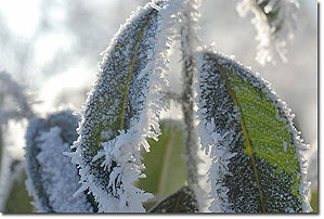 Garden in winter. Photo copyright Stphane Vandeville 2012.  All rights reserved.