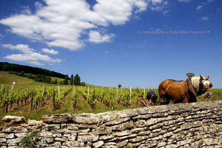 Burgundy vineyard.  Photo copyrighted by Sue Boxell.  All rights reserved.