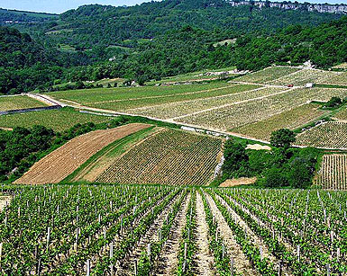 The vineyards near Beaune