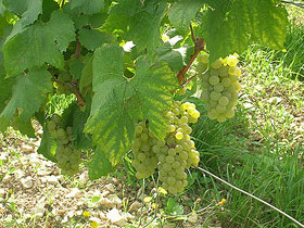 Chablis Grapes.  2006-2011 Cold Spring Press   All Rights Reserved