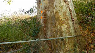 Diseased Plane Tree - Photo courtesy bbc.co.uk web site