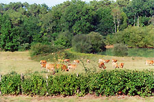 Domaine des Faures Organic Herd 2011 Cold Spring Press.  All Rights Reserved