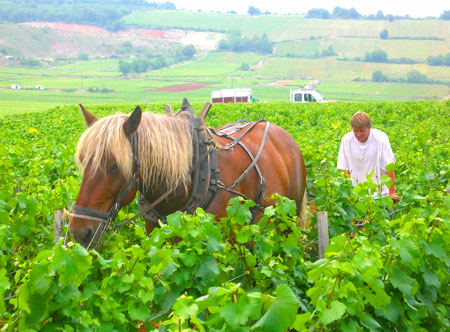 Working in the vineyard.  Photo copyrighted by David and Lynne Hammond.  All rights reserved.