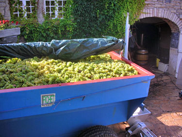 Grapes for white wine.  Photo copyrighted by David and Lynne Hammond.  All rights reserved.