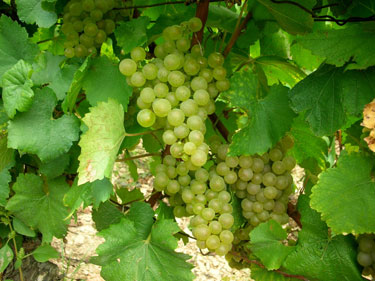 White grapes.  Photo copyrighted by David and Lynn Hammond.  All rights reserved.,