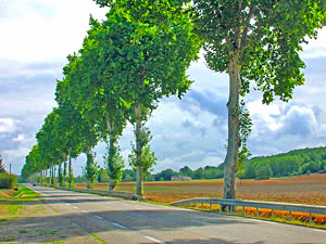 Healthy Plane Trees   2011 Cold Spring Press.  All Rights Reserved