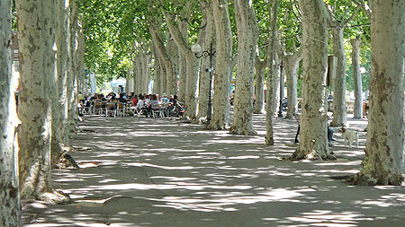 Platane trees in Narbonne 2011 Marlane O'Neill.  All rights reserved.