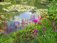 Lily Pond at Giverny