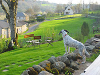 The dog, Kim, in Auvergne
