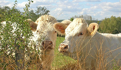 Charolais Cows near Héry.  Copyright 2012-present.  Cold Spring Press.  All rights reserved.