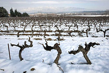 Vineyard near Rousset, Provence. Photo credit: Jean-Philippe Ksiazek. AJP/Getty Images