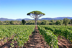 Vineyard view from St Julien d' Aille