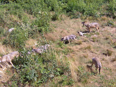 Les Loups de Chabrières.  Monts de Guéret web site.  All rights reserved.